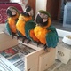 hand-reared-baby-macaw-parrot-other-lahore