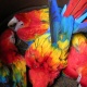 scarlet-macaw-chicks-and-other-tame-pets-parrots-macaws-islamabad