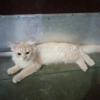 pure-persian-kitten-for-sale-female-persian-cats-lahore-1