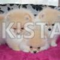 stunning-white-cream-pomeranian-puppies-for-sale-pomeranian-daur