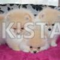 stunning-white-cream-pomeranian-puppies-for-sale-pomeranian-daur-1