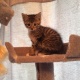 tabby-kitten-other-lahore-cantt