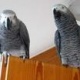 a-f-r-i-c-a-n-g-r-e-y-a-n-d-m-a-c-a-w-p-a-r-r-o-t-s-for-adoption-african-grey-parrot-d-m-c-central