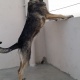 belgian-malinious-belgian-shepherd-karachi-1