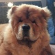 chow-chows-fully-vaccinated-afghan-hound-wah