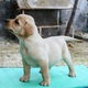labrador-pupps-show-quality-labrador-retriever-lahore