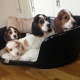 pedigree-beagle-puppies-afghan-hound-abbas-nagar