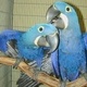 hyacinth-macaw-parrots-for-sale-other-badhber