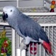 parrot-for-adoption-african-grey-parrot-ahmadpur