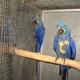 passionate-and-emotional-parrots-exotic-birds-and-eggs-african-grey-parrot-islamabad