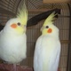 young-female-cockatiels-with-large-essegi-cage-other-lahore