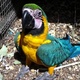 healthy-parrots-ostrich-and-fresh-laid-fertile-eggs-macaws-rawalpindi-2
