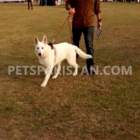 very-rare-microchip-pedigreed-white-german-shepherd-beauty-contest-winner-in-puppy-category-german-shepherd-lahore-4