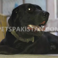black-labrador-american-labrador-retriever-lahore-4