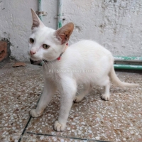 white-persian-cat-persian-cats-sheikhupura-6