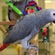 fertile-parrots-eggs-and-parrots-for-sale-african-grey-parrot-shah-kot