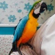 tame-talking-blue-and-gold-macaw-parrot-cute-friendly-cage-other-baffa