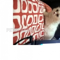 persian-kittens-available--ahmadabad