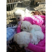 maltese-puppy--akora-khattak