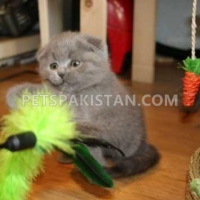 pedigree-blue-kittens-scottish-fold-short-hair--abdul-hakim