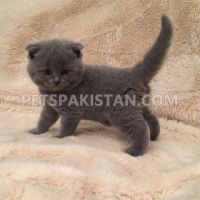 british-shorthair-and-scottish-fold-kittens--amangarh-industrial-area