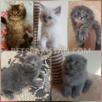 kittens-for-sale--bosan