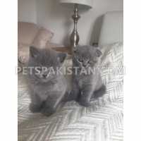 scottish-fold-kittens--dhoronaro