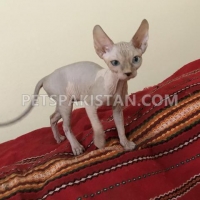 canadian-sphynx-al-mamzar--lahore