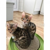 beautiful-bengal-pedigree-and-registered-kittens--alipur-chatta