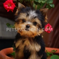 adorable-toy-yorkshire-puppies-available--lahore-cant