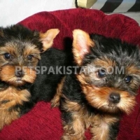 yorkshire-puppy--bagh-o-bahar