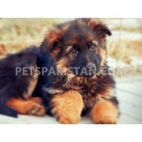 german-shepard-puppy--bhalwal