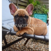french-bull-dog-puppy--bahawalpur-cantt