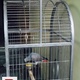 afrian-grey-african-grey-parrot-rawalpindi