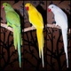available-parrots-parrot-eggs-and-feathers-indian-ringneck-akora-khattak