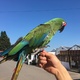 military-macaw-for-sale-macaws--1