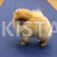 beautiful-fluffy-teddy-bear-pomeranian-pomeranian-choti