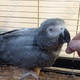 hand-reared-african-grey-parrot-for-sale-african-grey-parrot-karachi