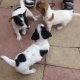 jack-russell-puppies-other-war-burton