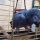 hand-reared-african-grey-parrot-for-sale-african-grey-parrot-karachi-3