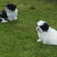 beautiful-shih-tzu-pupeis-for-adoption-shih-tzu-abadi-jalalpur-pirwala