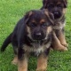 kc-registered-dobermann-puppies-champion-lines-afghan-hound--1