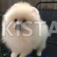 luxury-pomeranian-puppies-pomeranian-chichawatni-i