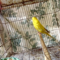 exhibition-red-eye-female-australian-budgies-rawalpindi-2