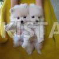 pomeranian-puppies-white-pomeranian-charsadda