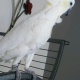 parrot-sulphur-crested-cockatoo-other-jandanwala
