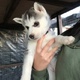 stunning-husky-puppys-other-abbottabad