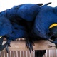 bonded-pair-of-hyacinth-macaw-502-785-6273-macaws-abbasia