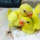 healthy-baby-parrots-and-fertile-eggs-for-sale-indian-ringneck-islamabad