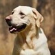 full-healthy-and-active-male-labrador-retriever-lahore